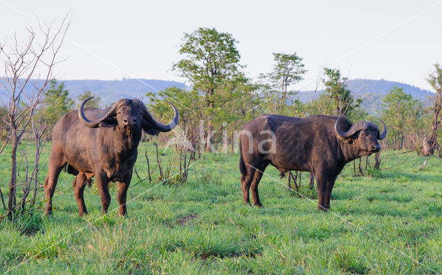 Kaapse buffel (Syncerus caffer)