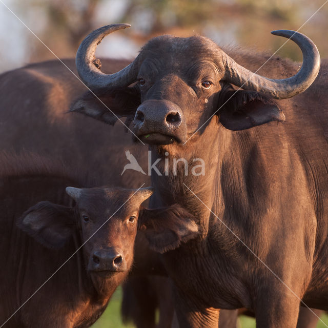 Cape buffalo (Syncerus caffer)