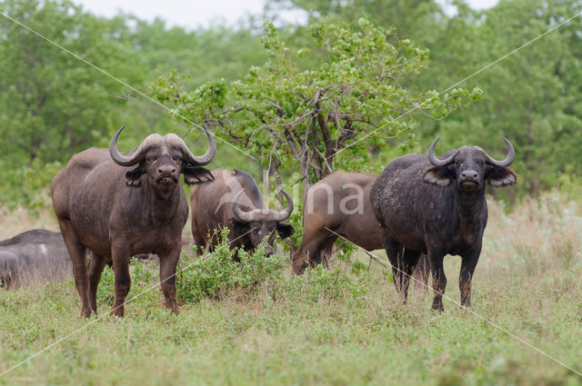 Cape buffalo (Syncerus caffer)