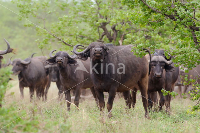 Kaapse buffel (Syncerus caffer)