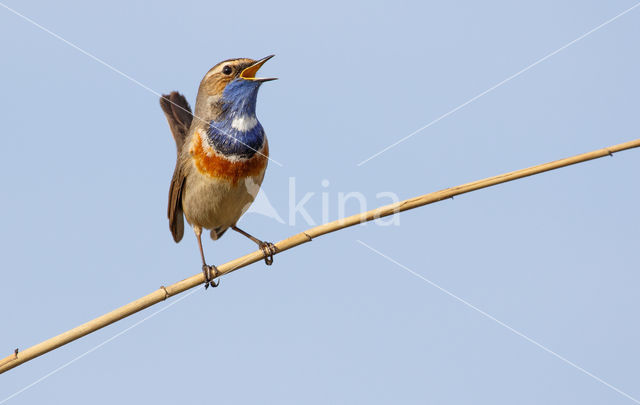 Blauwborst (Luscinia svecica)