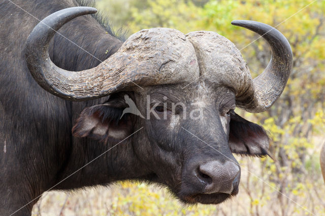 Kaapse buffel (Syncerus caffer)