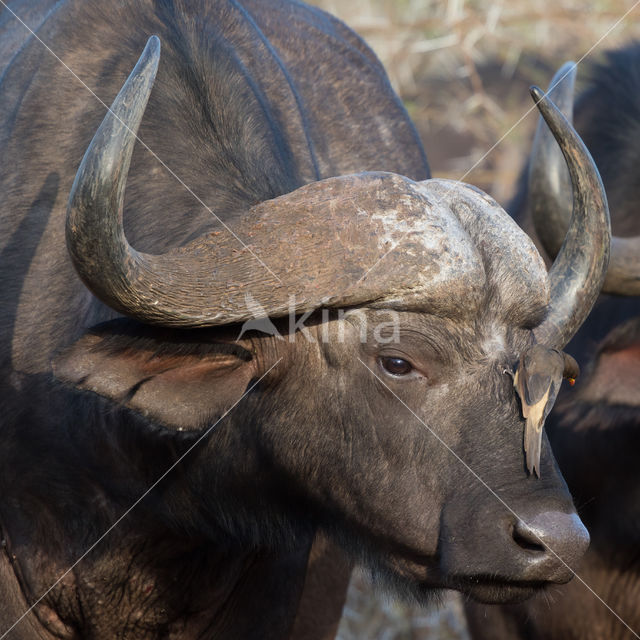 Cape buffalo (Syncerus caffer)