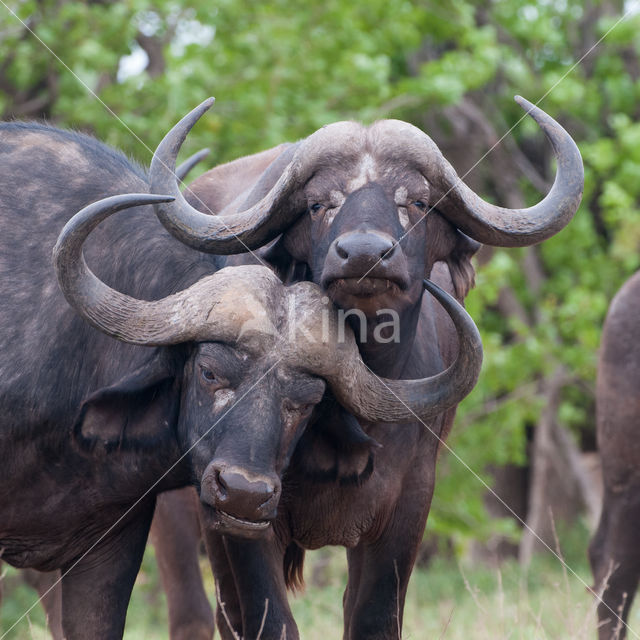 Kaapse buffel (Syncerus caffer)