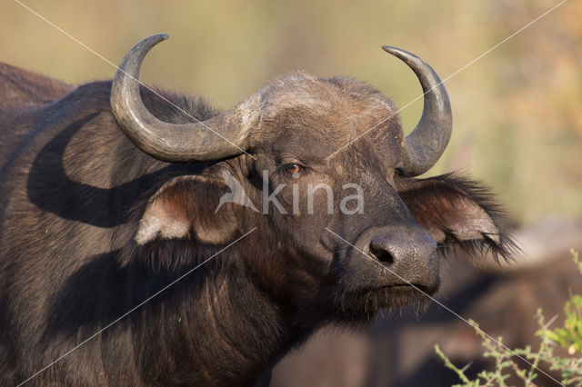 Kaapse buffel (Syncerus caffer)