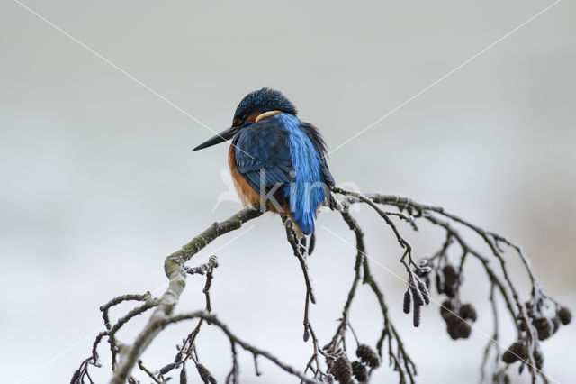 Kingfisher (Alcedo atthis)