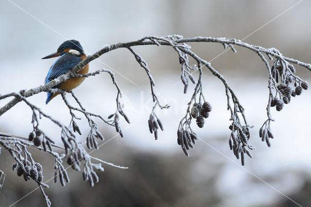 Kingfisher (Alcedo atthis)