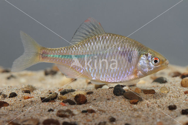Bittervoorn (Rhodeus sericeus amarus)