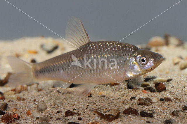 Topmouth gudgeon (Pseudorasbora parva)