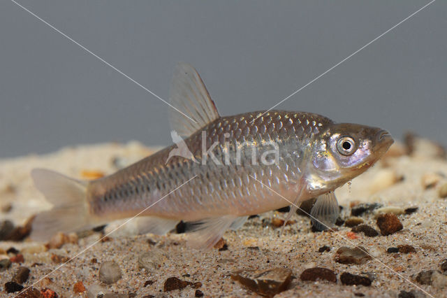 Blauwband (Pseudorasbora parva)