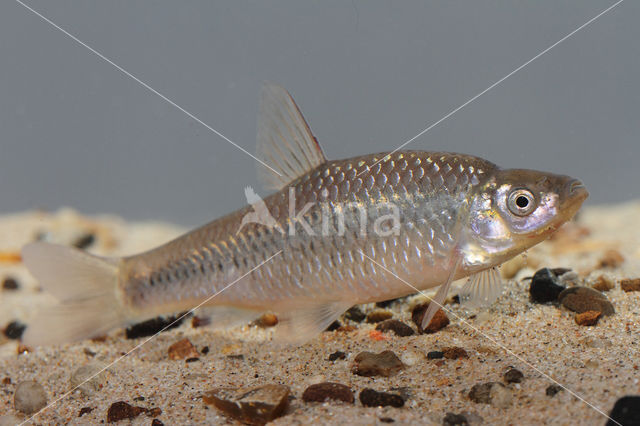 Blauwband (Pseudorasbora parva)