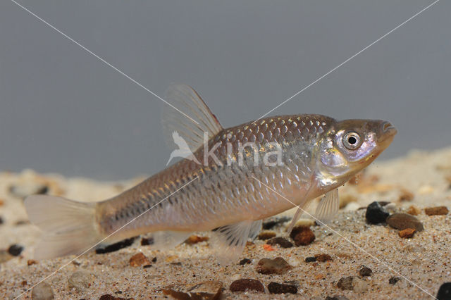 Topmouth gudgeon (Pseudorasbora parva)