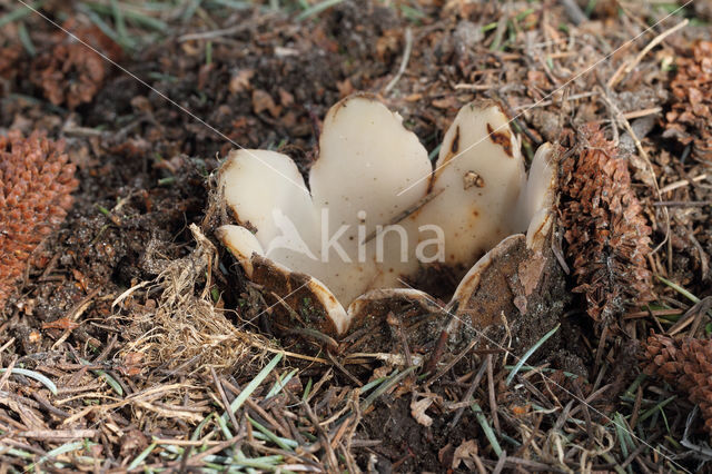 Geopora sumneriana