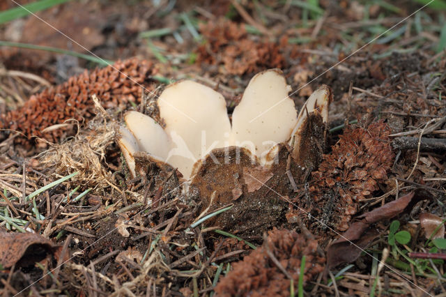 Cedergrondbekerzwam (Geopora sumneriana)