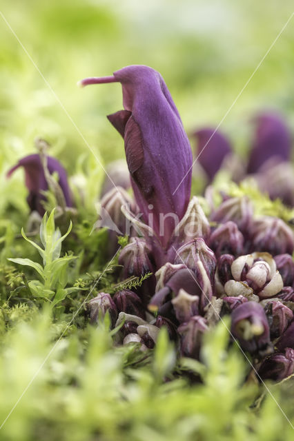 Purple Toothwort (Lathraea clandestina)