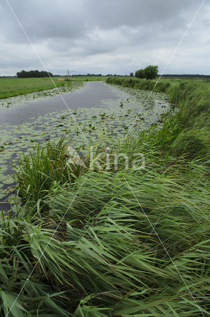 Common Reed (Phragmites australis)