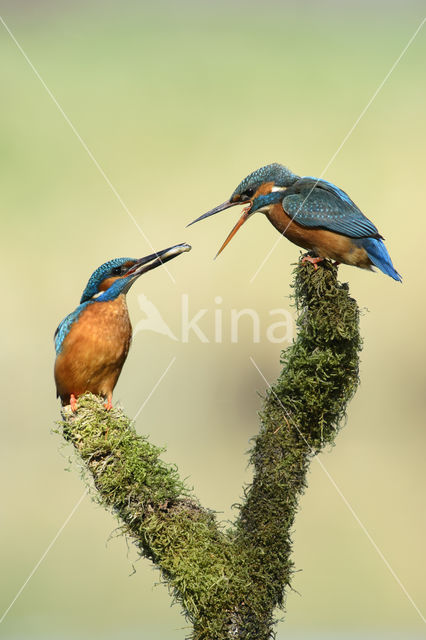 IJsvogel (Alcedo atthis)