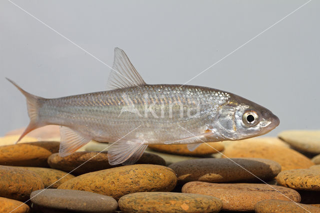 Nose Carp (Chondrostoma nasus)