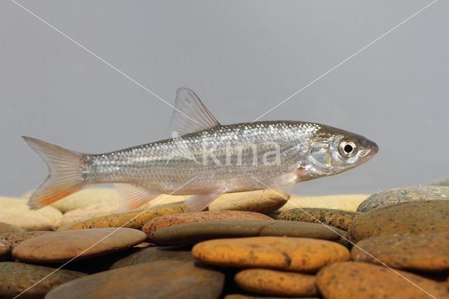 Nose Carp (Chondrostoma nasus)