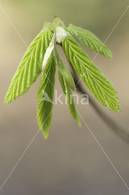 Hornbeam (Carpinus betulus)