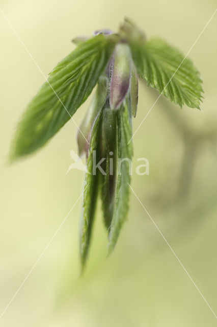 Hornbeam (Carpinus betulus)