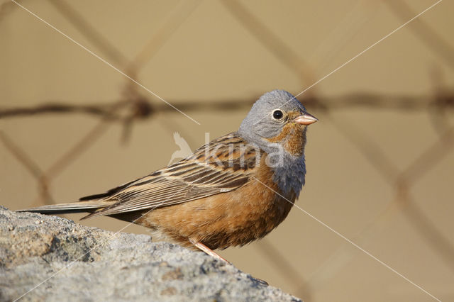 Cretzschmar's bunting (Emberiza caesia)