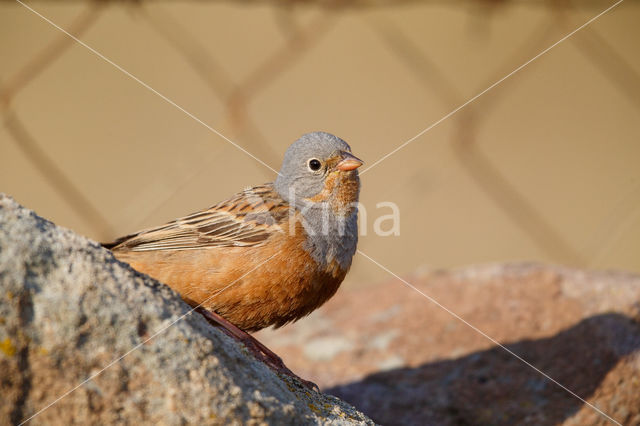 Cretzschmar's bunting (Emberiza caesia)