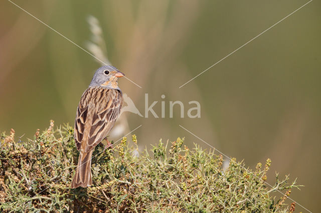 Cretzschmar's bunting (Emberiza caesia)