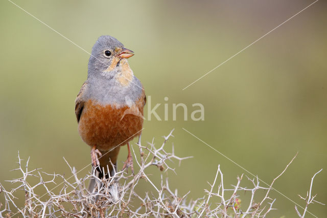 Cretzschmar's bunting (Emberiza caesia)