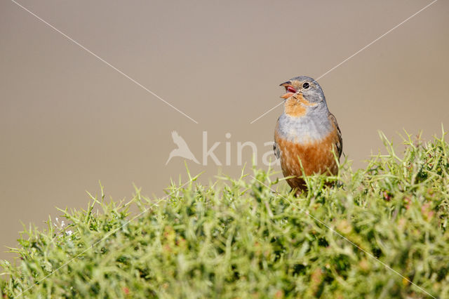 Cretzschmar's bunting (Emberiza caesia)