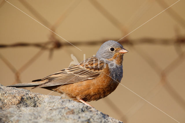 Cretzschmar's bunting (Emberiza caesia)