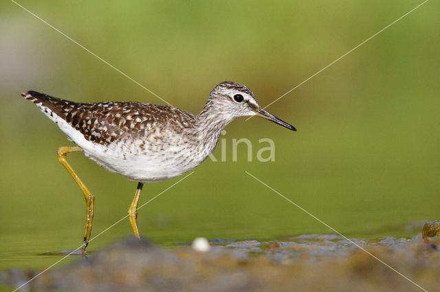 Bosruiter (Tringa glareola)