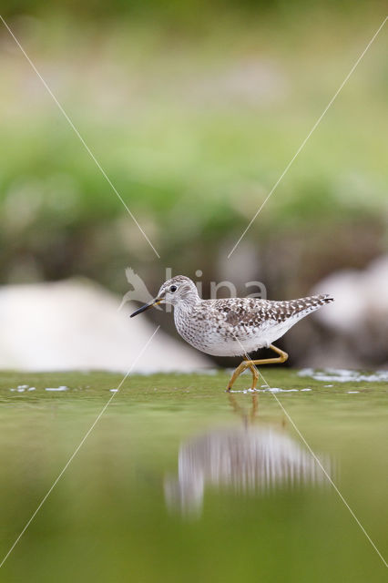 Bosruiter (Tringa glareola)