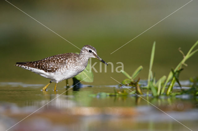 Bosruiter (Tringa glareola)