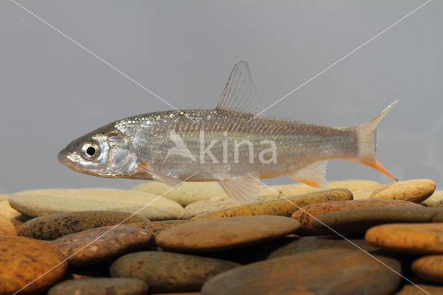 Nose Carp (Chondrostoma nasus)