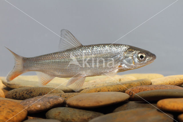 Nose Carp (Chondrostoma nasus)