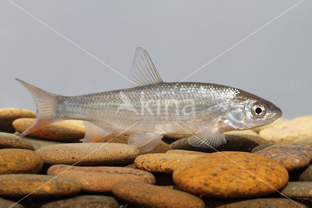 Nose Carp (Chondrostoma nasus)