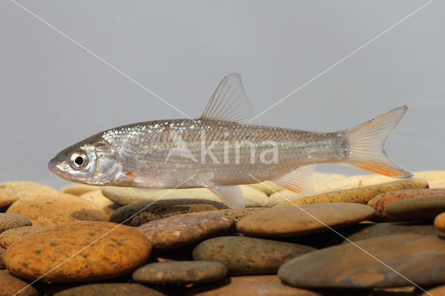 Nose Carp (Chondrostoma nasus)