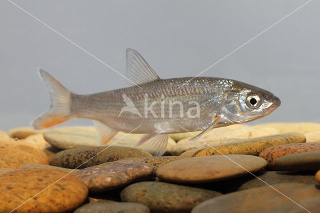 Nose Carp (Chondrostoma nasus)