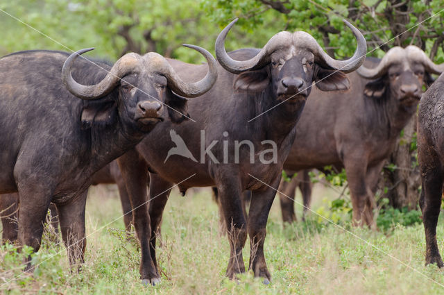 Kaapse buffel (Syncerus caffer)