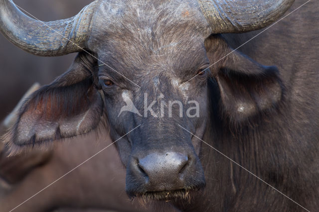 Kaapse buffel (Syncerus caffer)