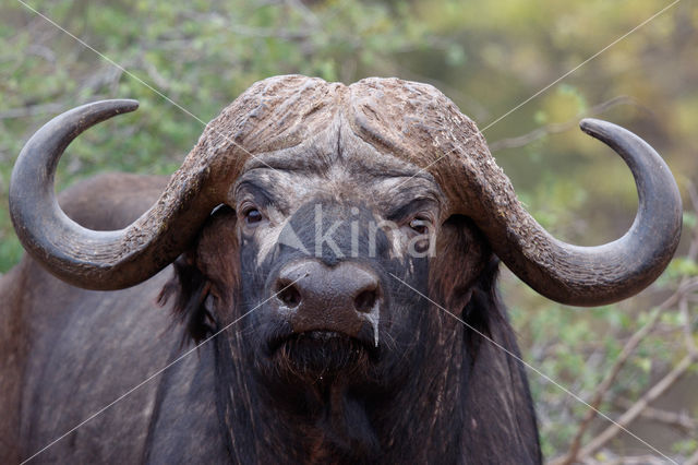 Kaapse buffel (Syncerus caffer)