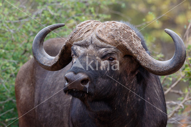 Cape buffalo (Syncerus caffer)