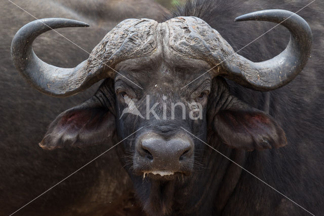 Kaapse buffel (Syncerus caffer)