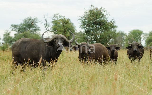 Cape buffalo (Syncerus caffer)