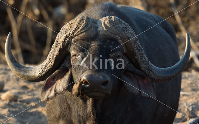 Kaapse buffel (Syncerus caffer)