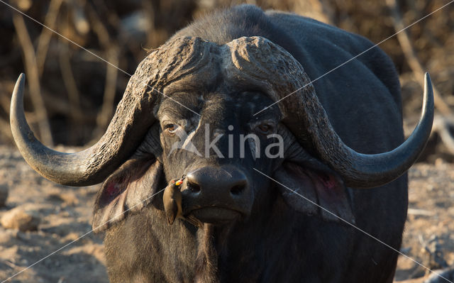 Kaapse buffel (Syncerus caffer)