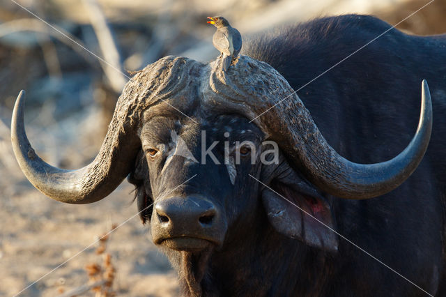 Kaapse buffel (Syncerus caffer)