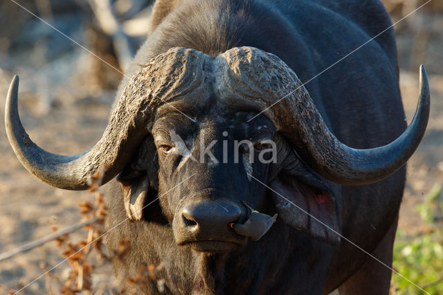 Kaapse buffel (Syncerus caffer)