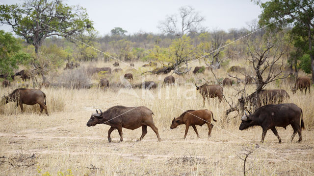 Kaapse buffel (Syncerus caffer)